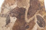Fossil Leaf Plate - McAbee Fossil Beds, BC #213191-1